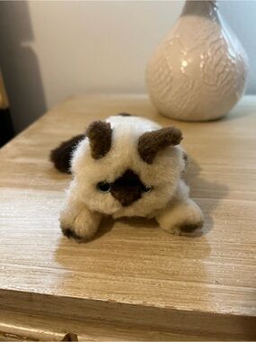 American girl cat